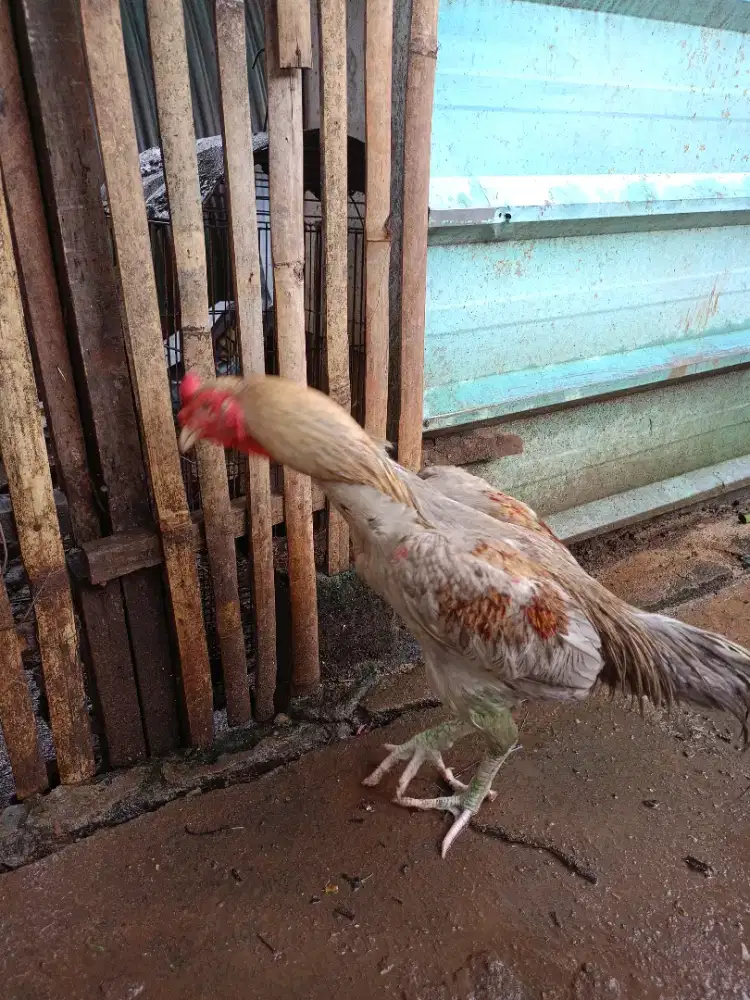 Jual ayam BK kelabu