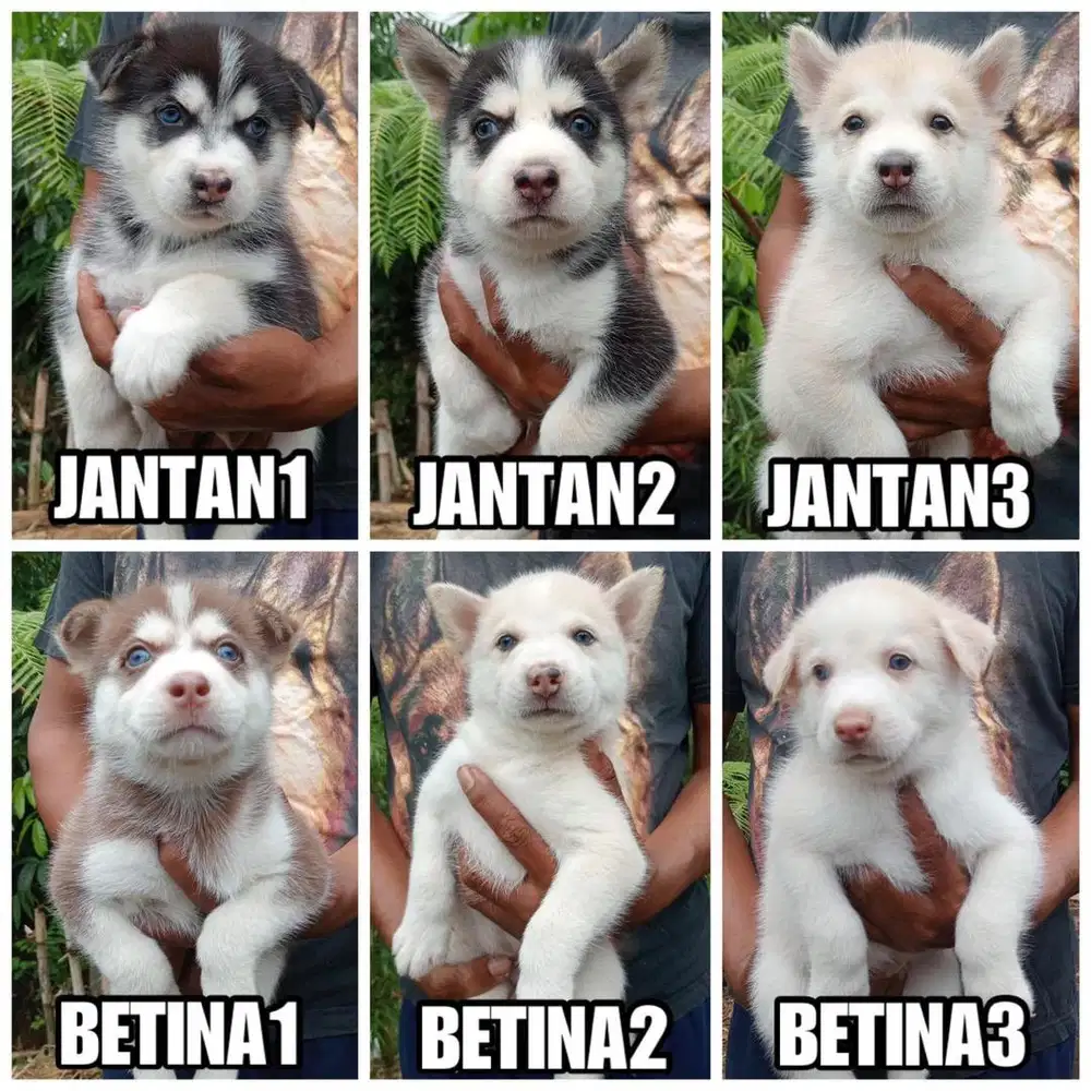 Anak anjing Siberian Husky