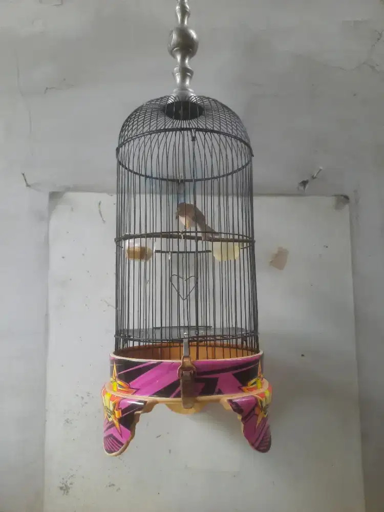 Ciblek sawah Sudah ngebrem Jinak