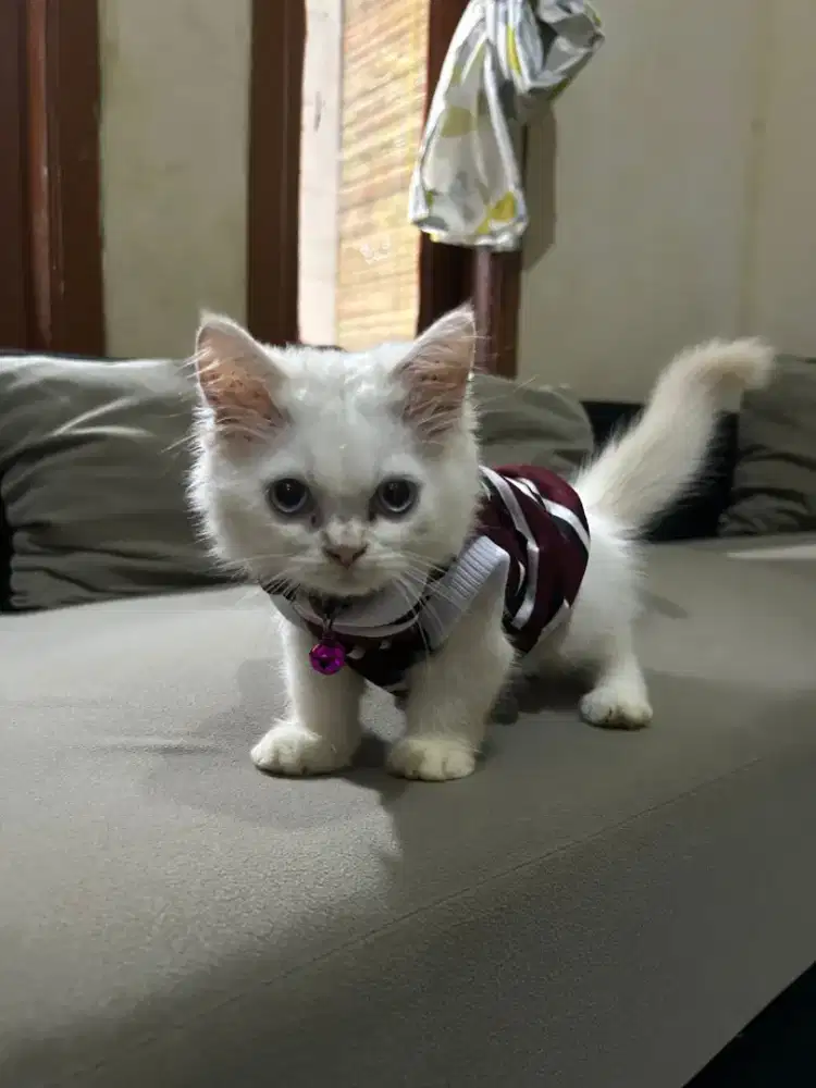 Kitten persia betina