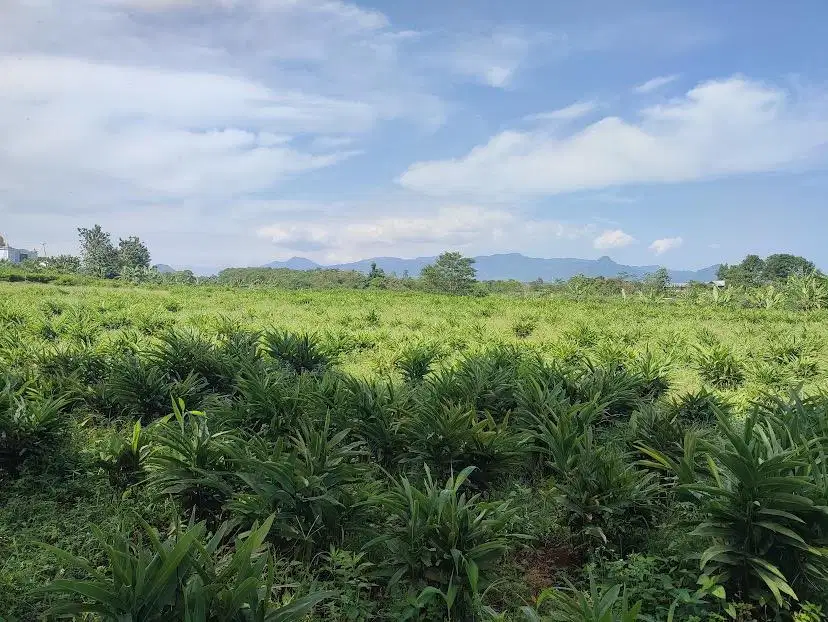 Disewakan tanah pertanian
