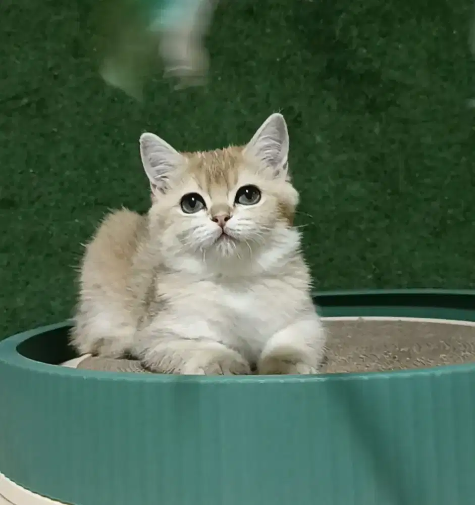 Lepas adopsi bermahar