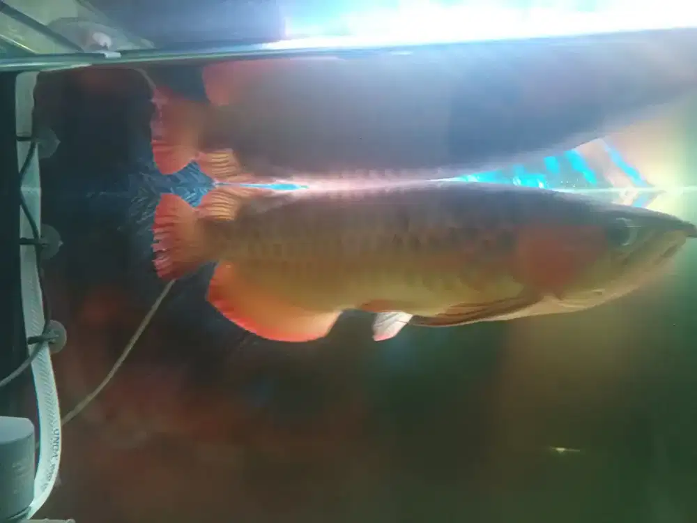 Arwana Super Red