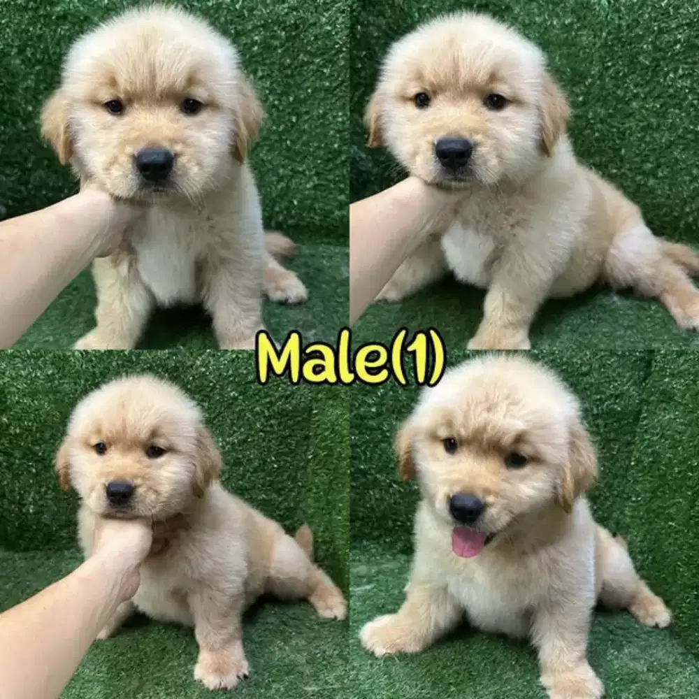 DIJUAL ANJING GOLDEN RETRIEVER PUPY