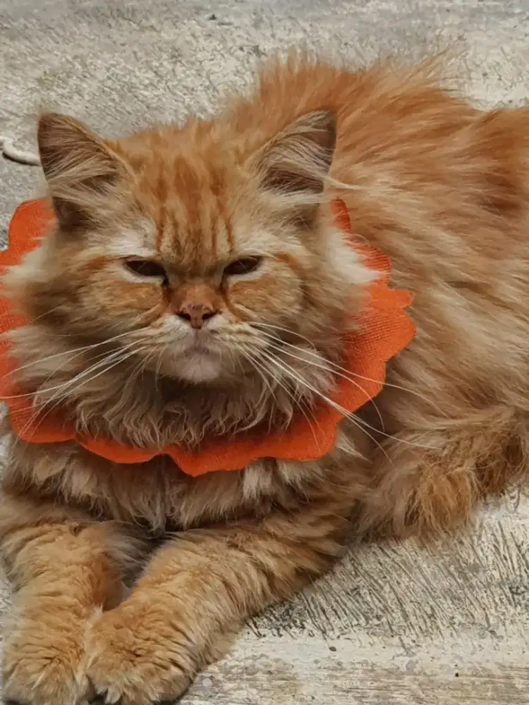 Open adop persia jantan 8 bulan sehat gembul