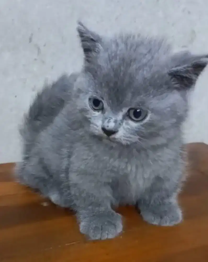 Kitten BSH Munchkin jantan