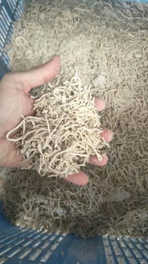 Di jual mie BS untuk ternak