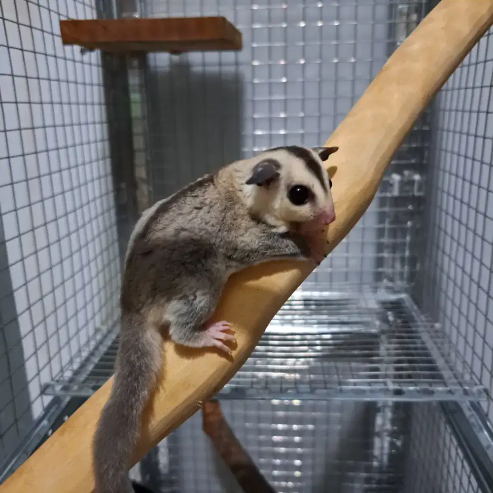 Sugar Glider White Face Joey