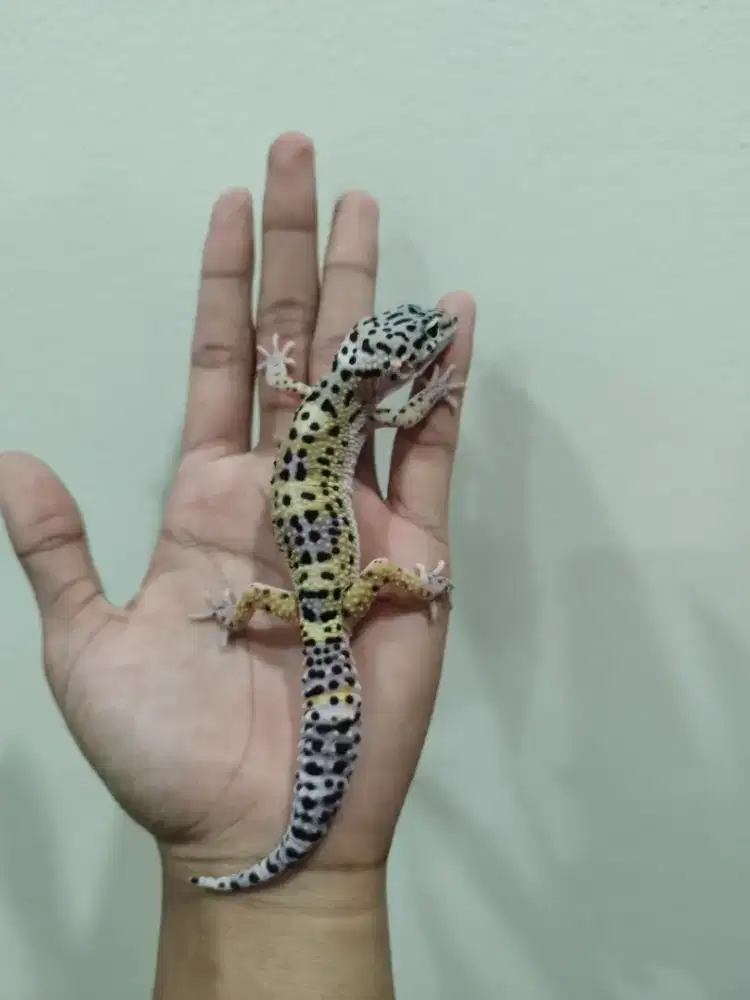 Gecko lucu male