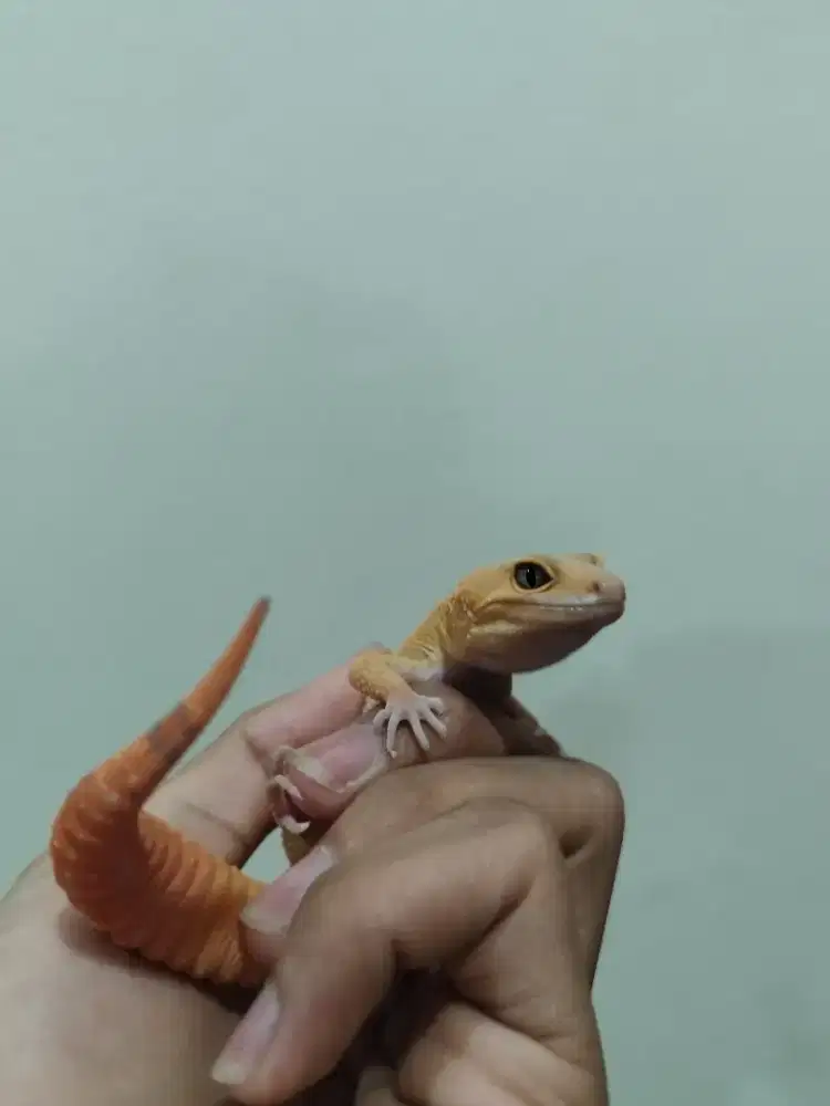 Gecko Sunglow full ct female
