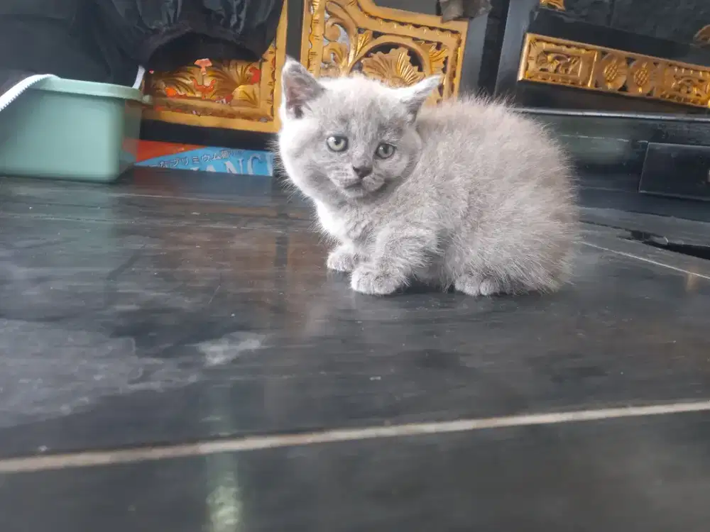 Kucing british shorthair