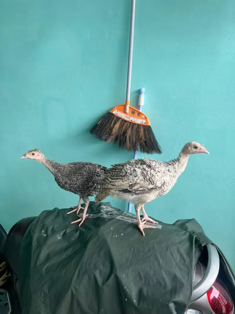 Ayam kalkun sepasang dengan kandangnya