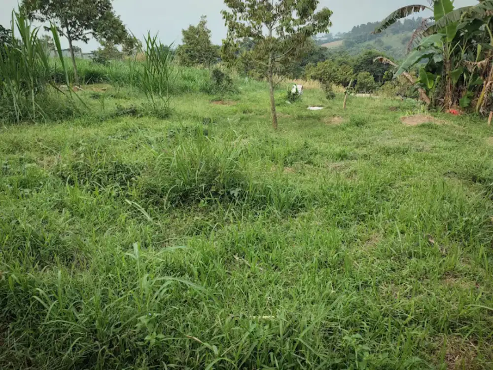 TERSEDIA LAHAN SEWA MURAH UNTUK PERTANIAN DAN PETERNAKAN