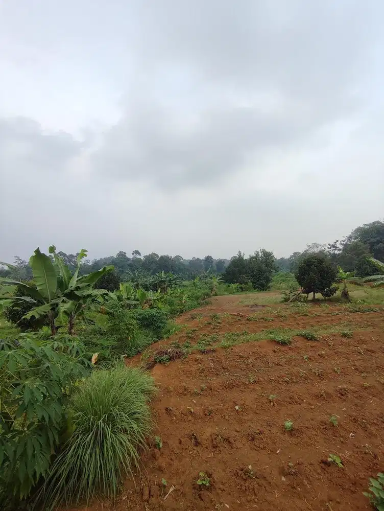 TANAH MURAH 6.000m² Cocok untuk pertanian & peternakan