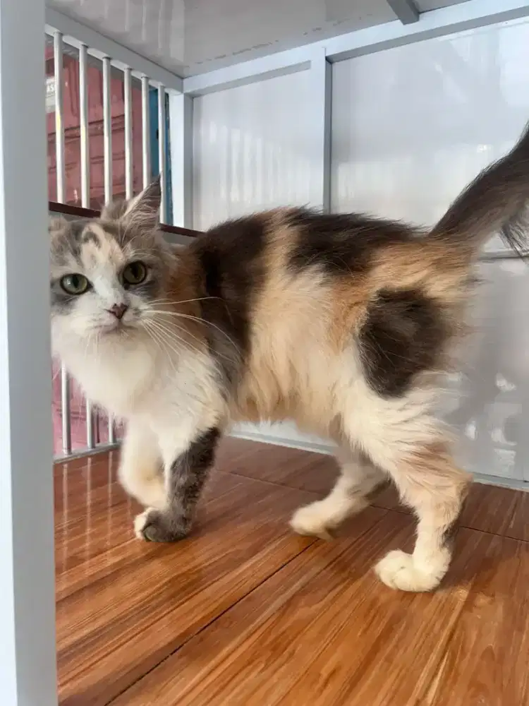 Lepas adop Kucing Persia