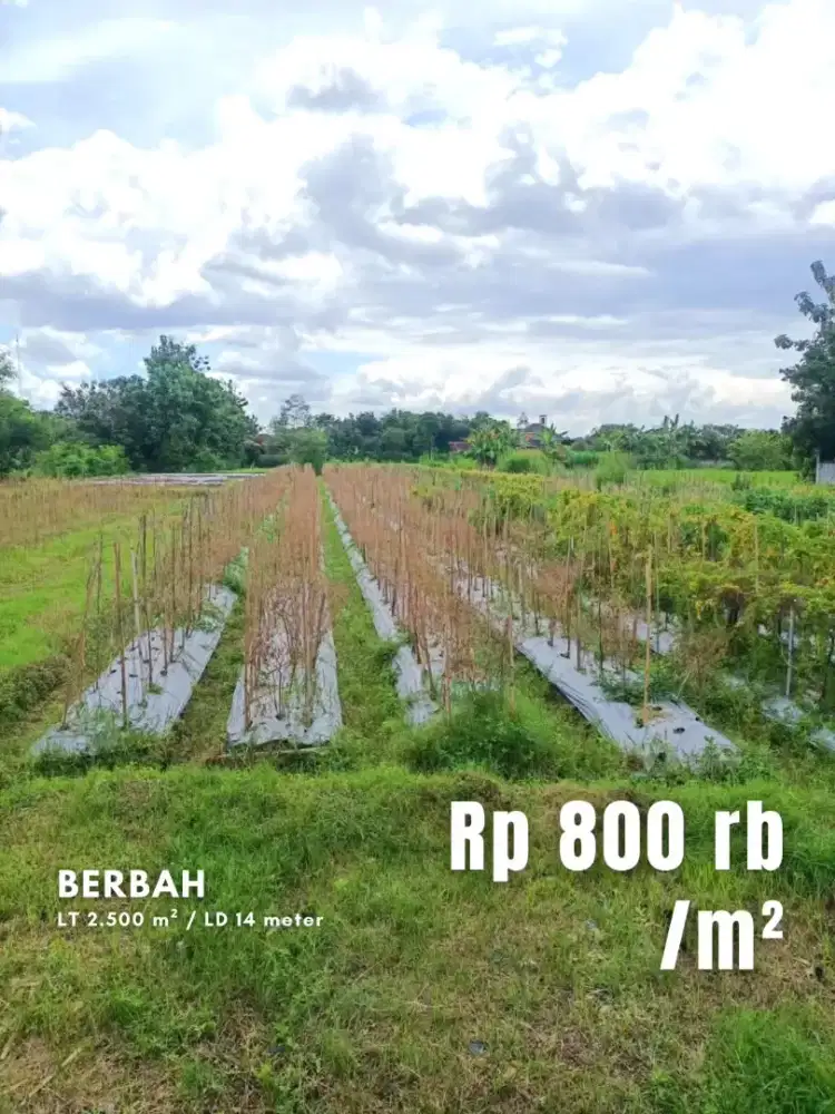 Dijual Tanah Sawah Strategis di Jalan Blambangan Raya Berbah Sleman