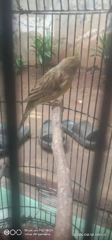 burung kenari F1