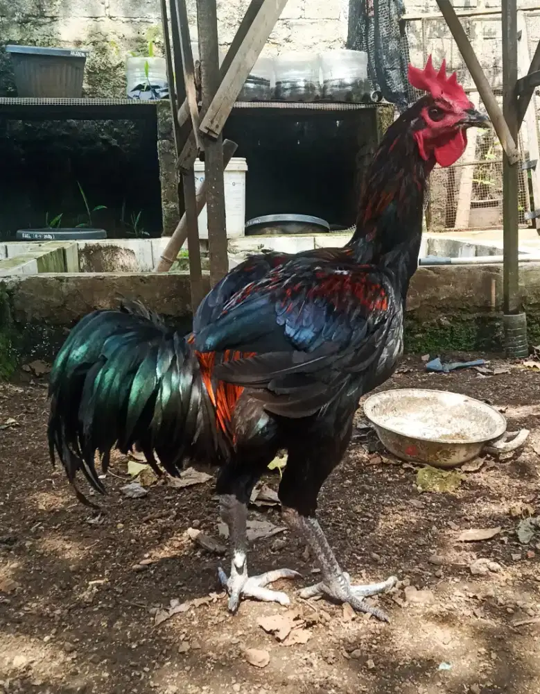 AYAM PELUNG JUMBO