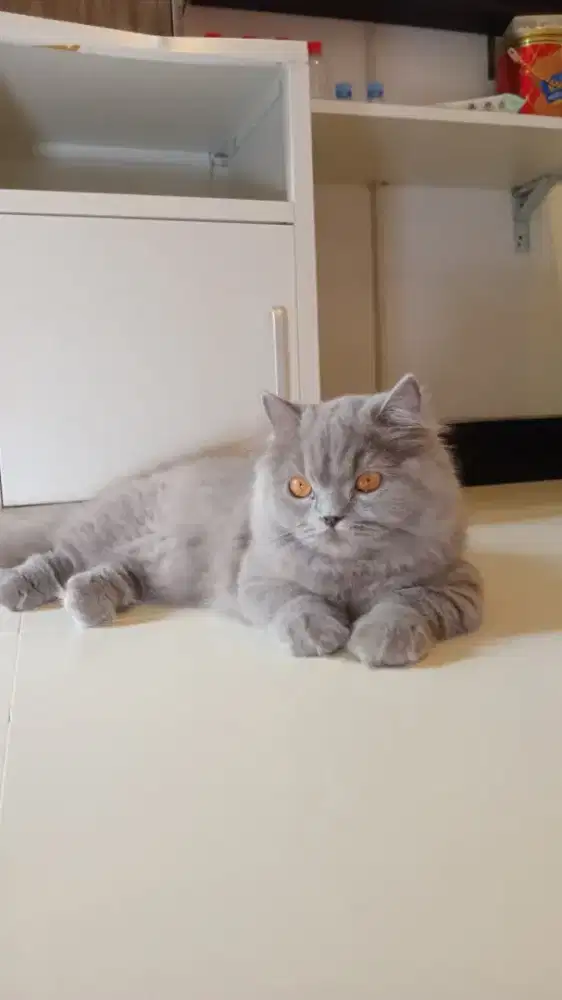 Munchkin british longhair