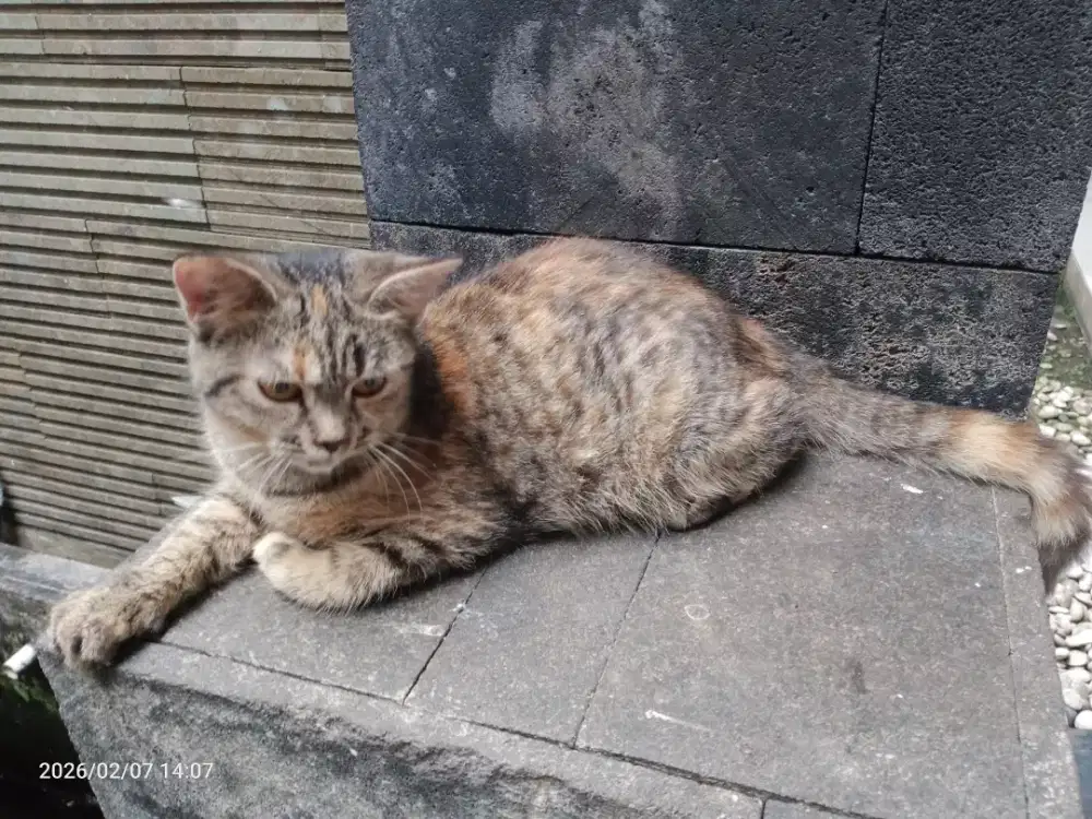Kucing Persia Betina umur 5 bulan, sehat lucu penurut, manja