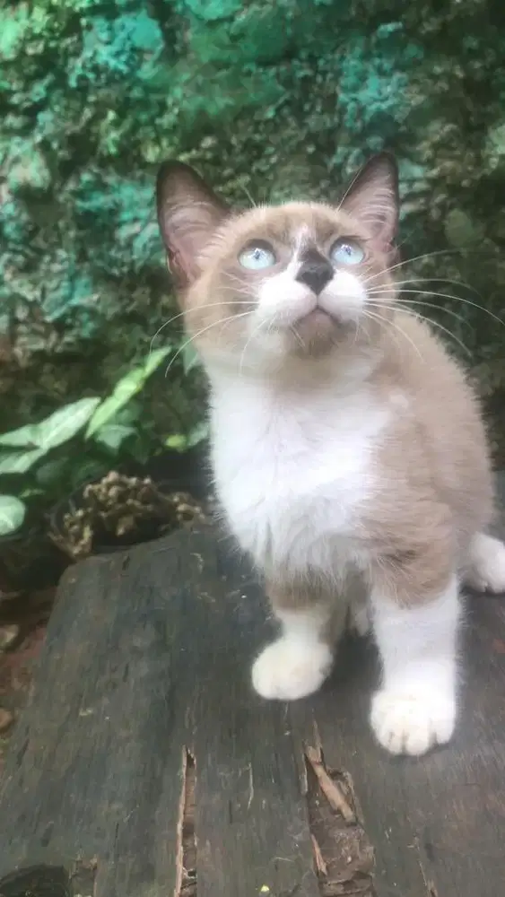 Kucing munchkin betina