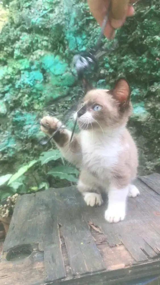 Kucing munchkin betina