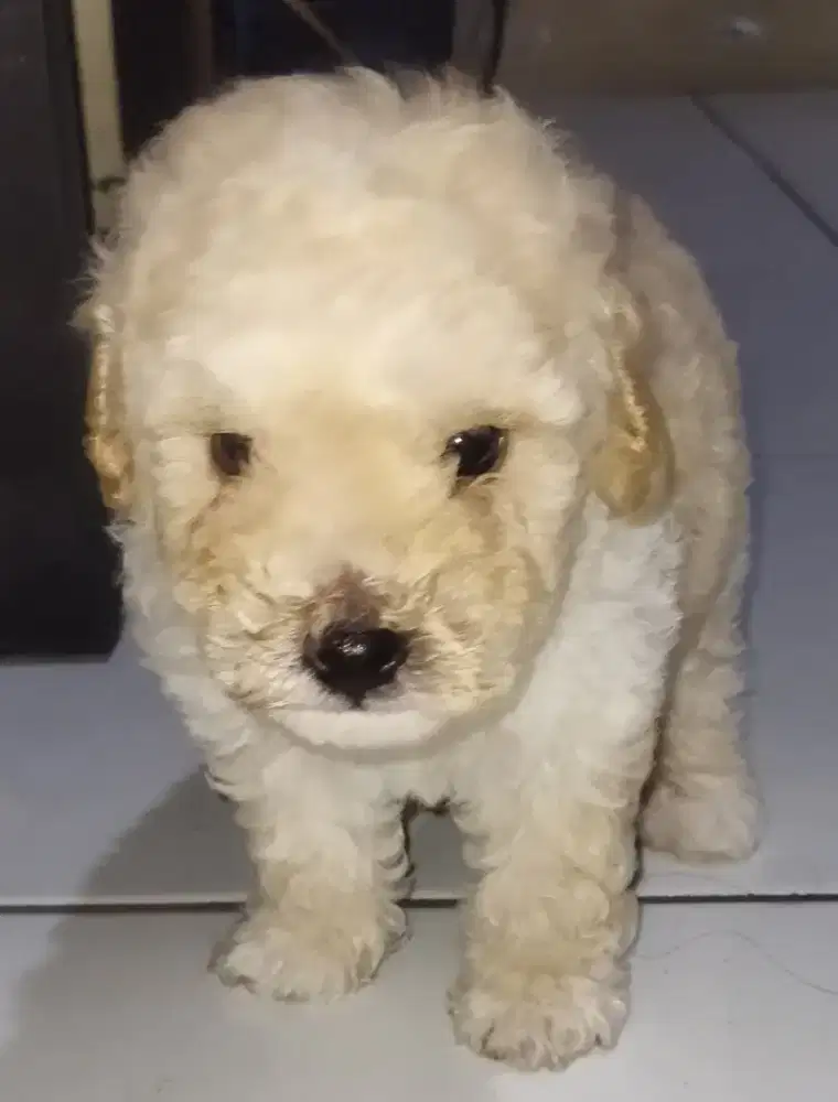 poodle puppy jantan 2 asli 100%