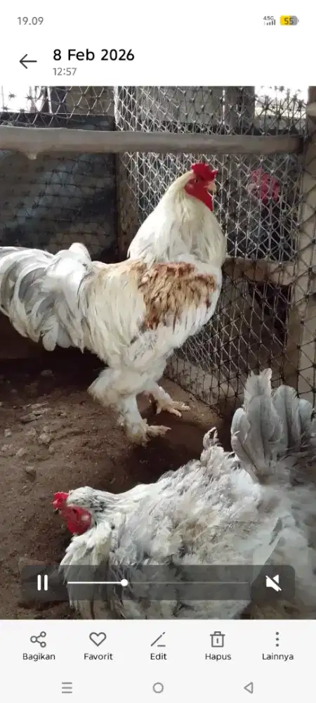 Ayam brahma sepsang