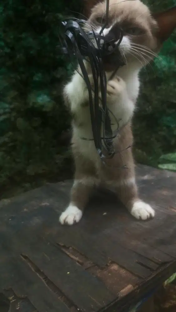 Kucing munchkin betina