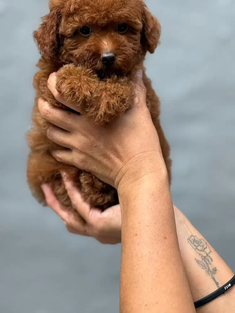 Poodle non Stambum betina