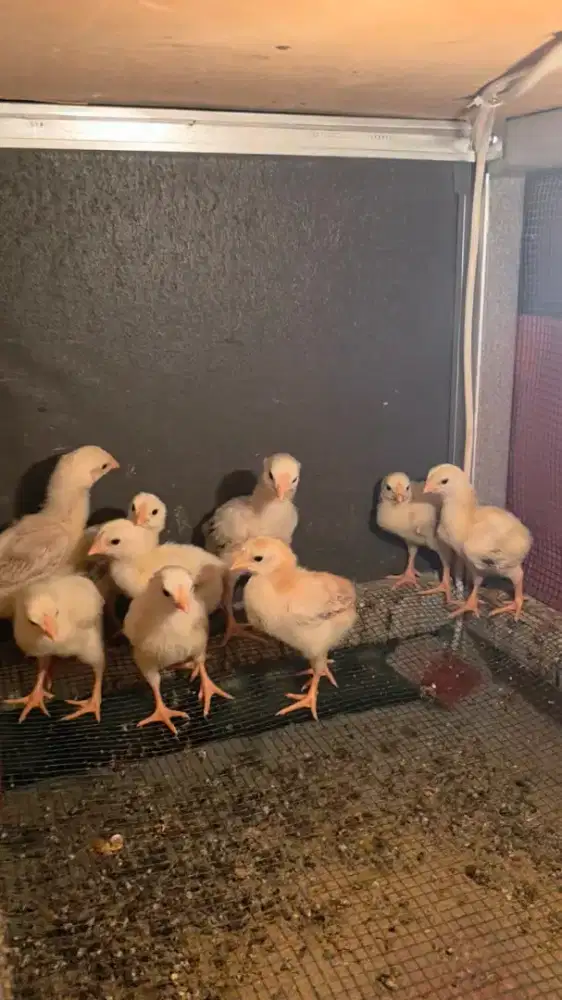 Anak Ayam Indio Gigante 2 Minggu+