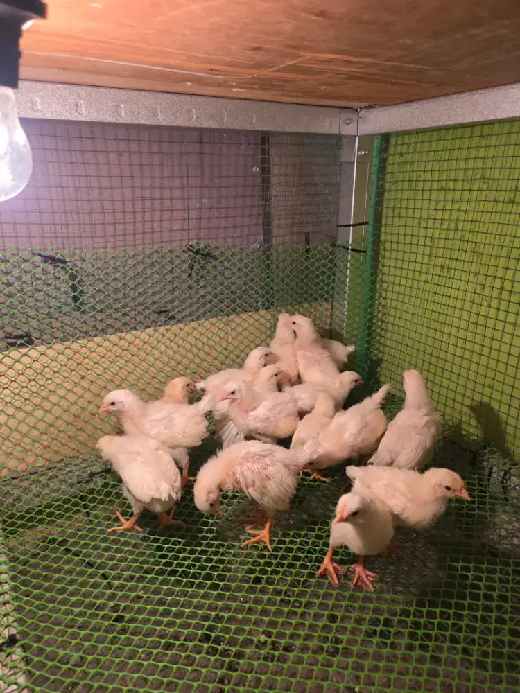 Anak Ayam White Leghorn Usia 2 Minggu