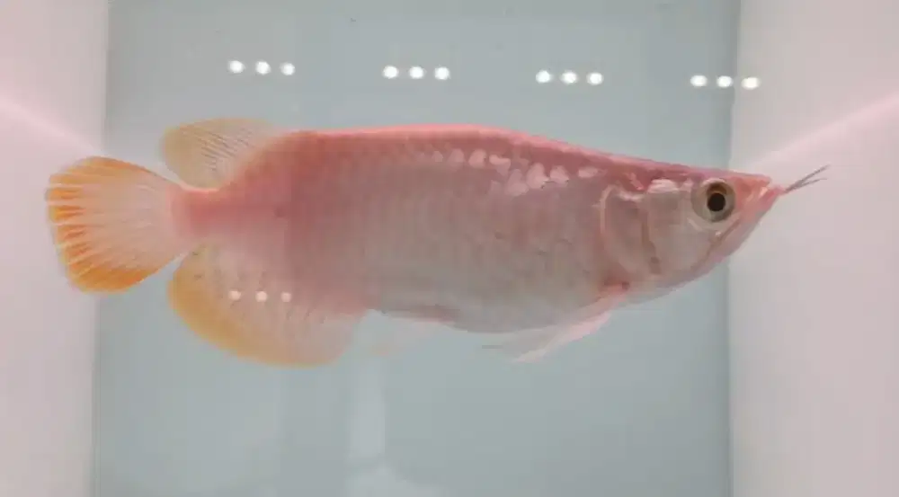 Arwana Super Red Short Body 16cm