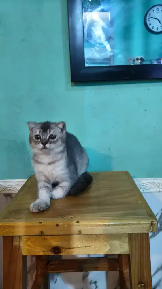Kitten British Shorthair X Scottis Fold