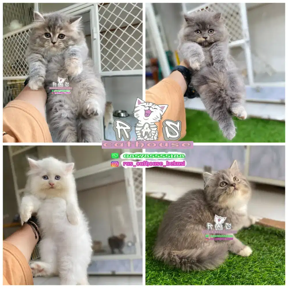 Kucing kitten lucu lucu