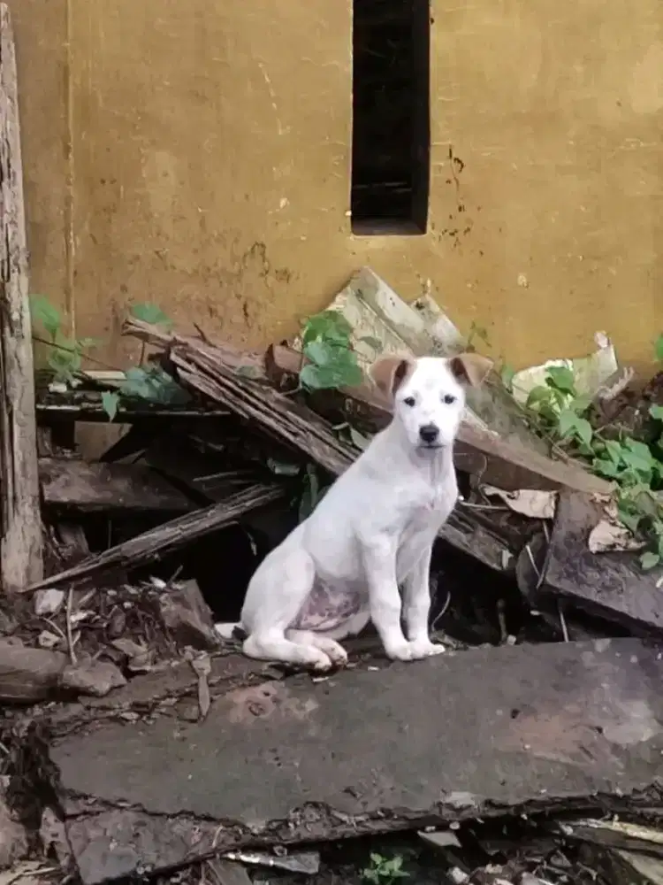 Pittbull x lokal mix lokal  ras besar usia 7 mnggu betina sehat bgus