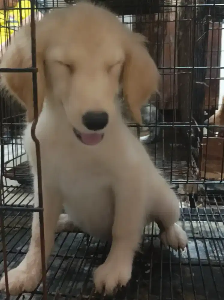 Golden puppies big bone