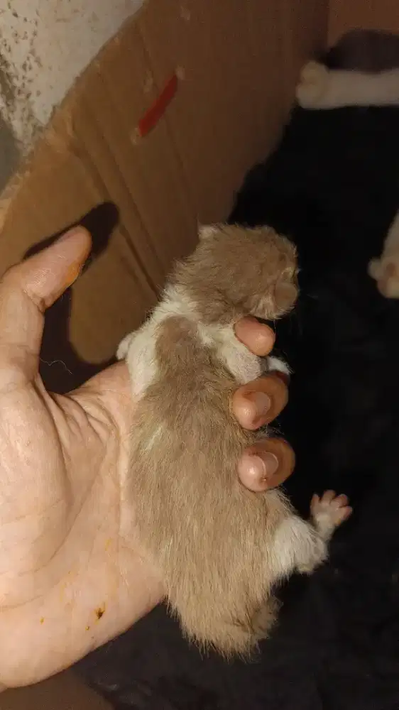 Lepas Adopsi Anakan British short hair Bicolour Fawn Lilac