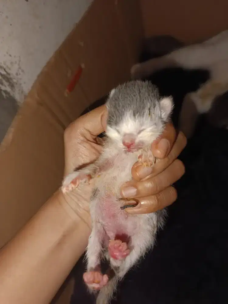 Lepas adopsi Kitten BSH Bicolour Blue