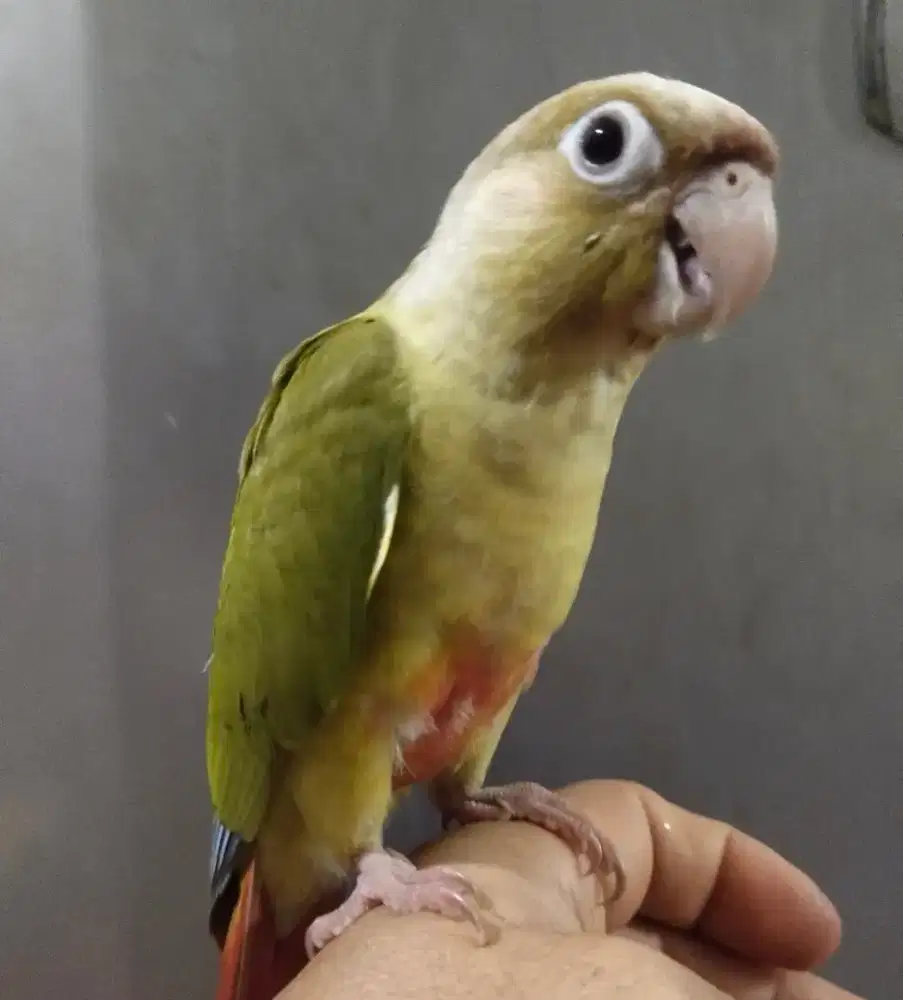 Cinamon conure sun conure