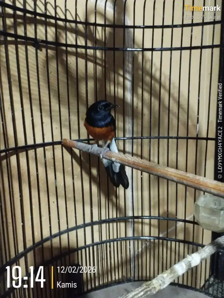 Murai bunyi burung ajah