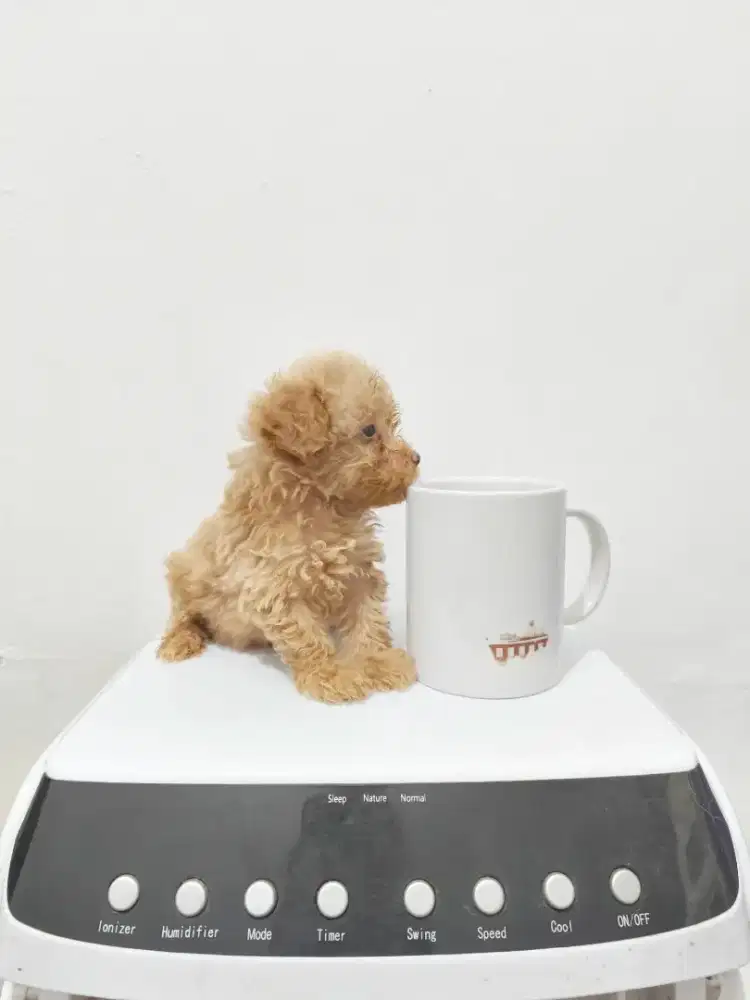 Tiny Teacup Poodle Puppy