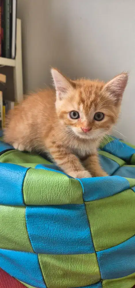 Kucing brithis shorthair (BSH) 2 bulan