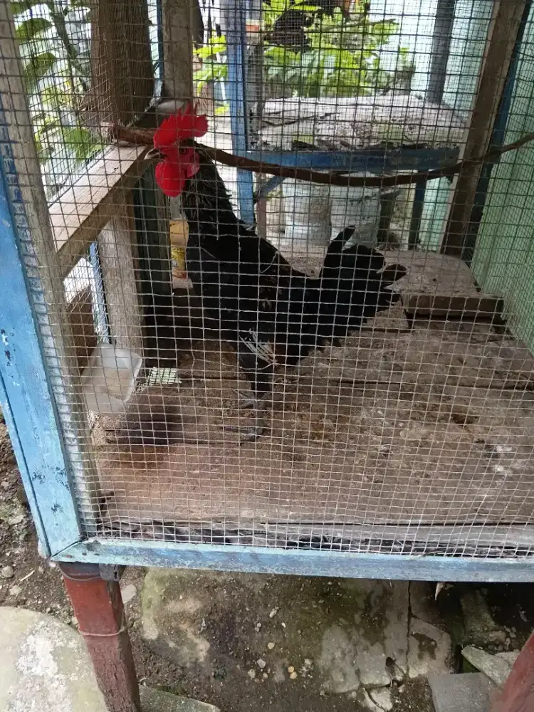 Ayam ketawa lumayan rajin kokok