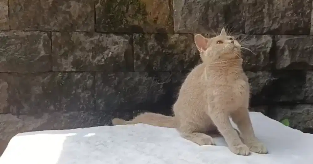 Bsh lilac betina hamil