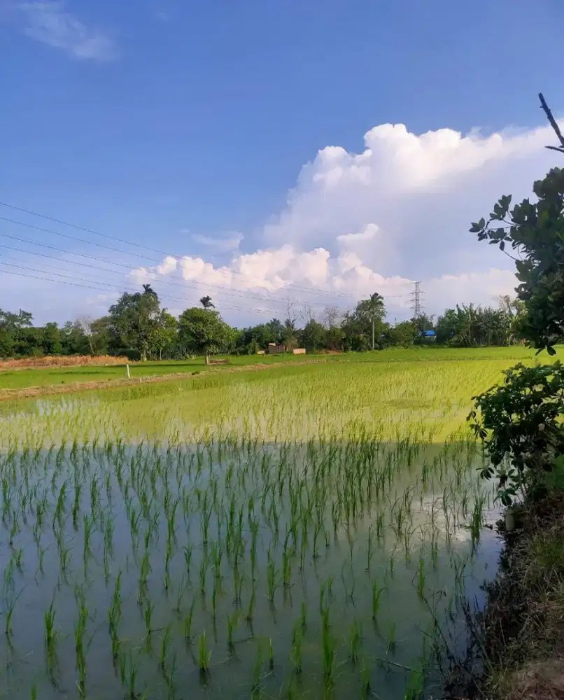 Dijual Tanah Sawah Subur 546 m² – Akses Jalan ±2 m, Harga Nego