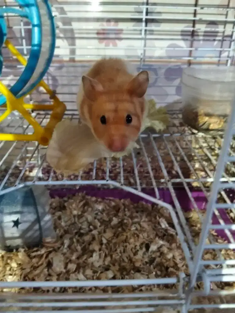 Di jual hamster betina udh pernah melahirkan sama sangkar nya