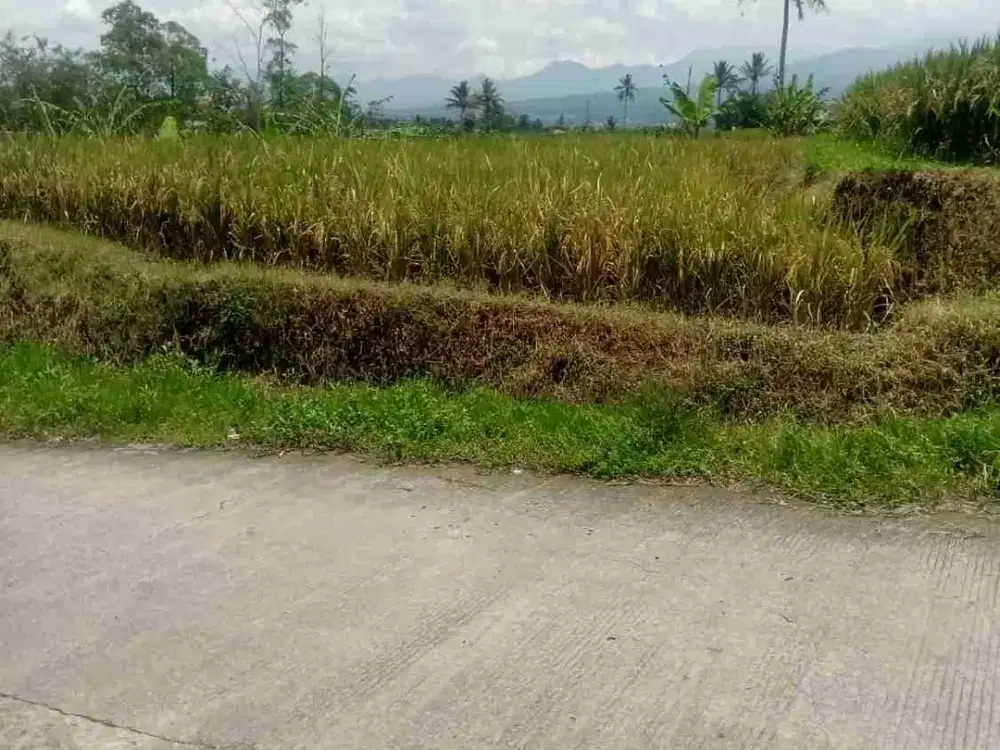 Tanah sawah jl arah perum Rabani munjul