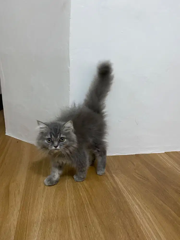 Kucing Persia Abu NS