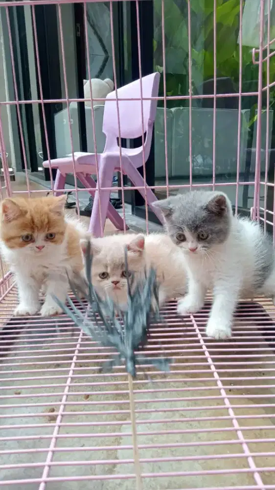 kiiten British shorthair